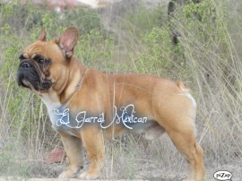 EL  JARRAL MEXICAN