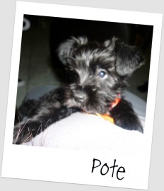 Pote