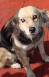 Princesa