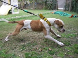 pupin