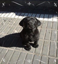 Rocco