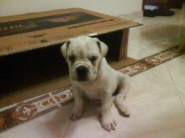 salome