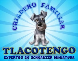 criadero de schnauzer tlacotengo