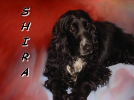 Shira