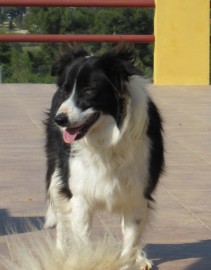 Sophie