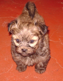 susy