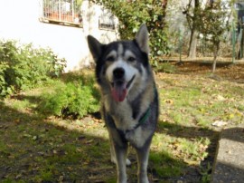 Tadeo