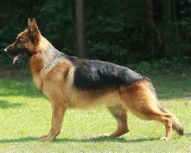KAYSER