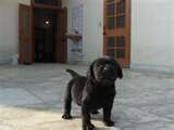 lyli