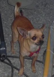 Toby