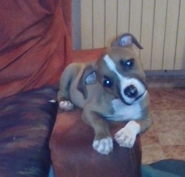Tyson
