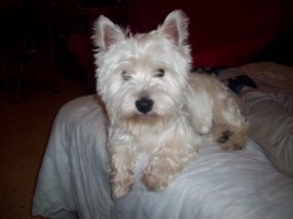 Puca
