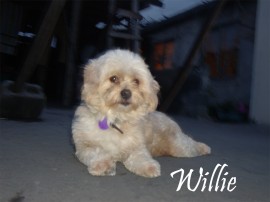 willie (wily)