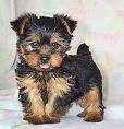 Yorkshire Terrier cachorros