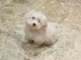 Yuki