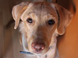 Zoe