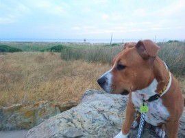 Otto 