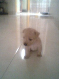 Terry