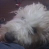 alemon