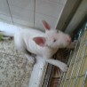 valent