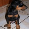 Dobe