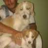 Gustamago