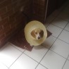 Luisro