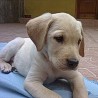 JACINTOO