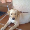 SaraAC