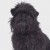 Affenpinscher