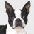 Boston Terrier