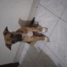 Tahia