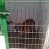 Buscoadopcion