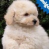 Hachi5poodle