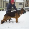 Karo