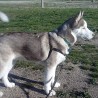 huskysiberiano8