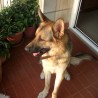 Fedrnando