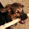 LukaTheDog