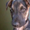 Likedogs