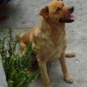 Gabos