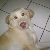 sherry