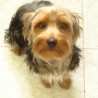 dogdogherty