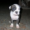 AMSTY