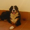 Chuwi