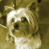 kincito