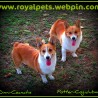 Royalpets