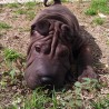 jmanuelsharpei