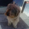 Perrosocio