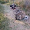 ASLAN1