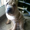 Noeliasharpei